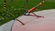 Custom Replacement Car Antenna , Auto Radio Antenna Fit Sprots Car supplier